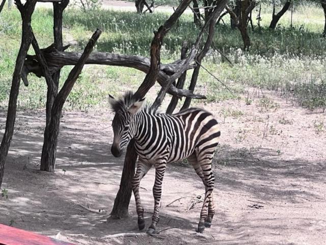 Turaco Lodge - No Loadshedding Marloth Park Esterno foto