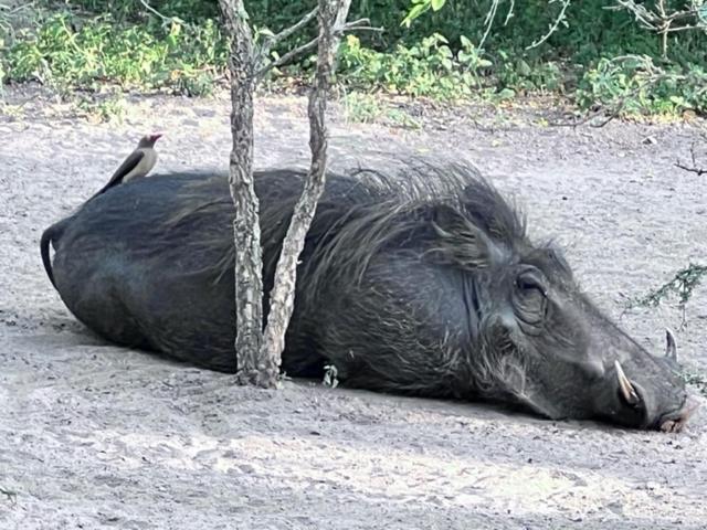 Turaco Lodge - No Loadshedding Marloth Park Esterno foto