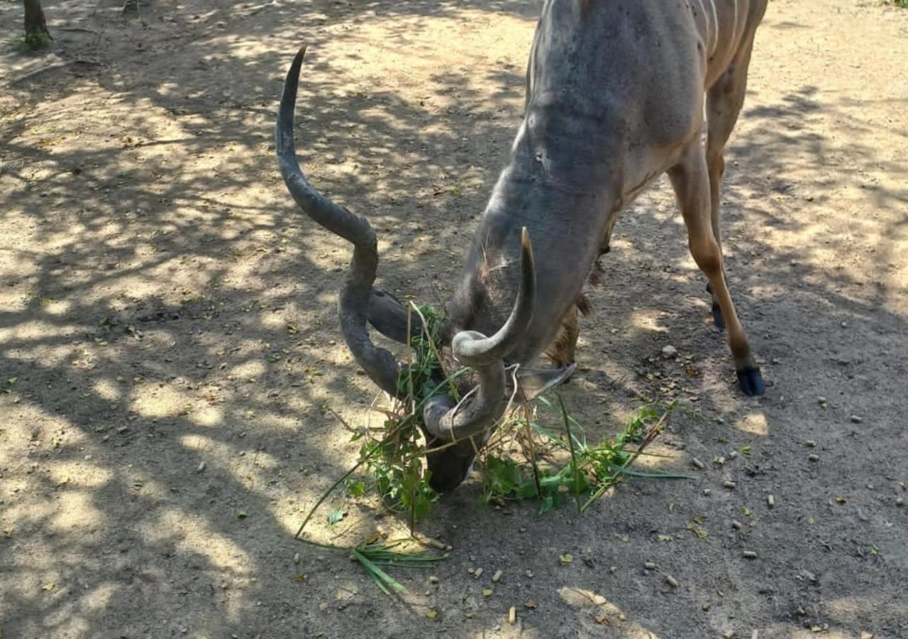 Turaco Lodge - No Loadshedding Marloth Park Esterno foto